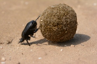 scarab-2490586_640