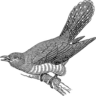 cuckoo-48193_640